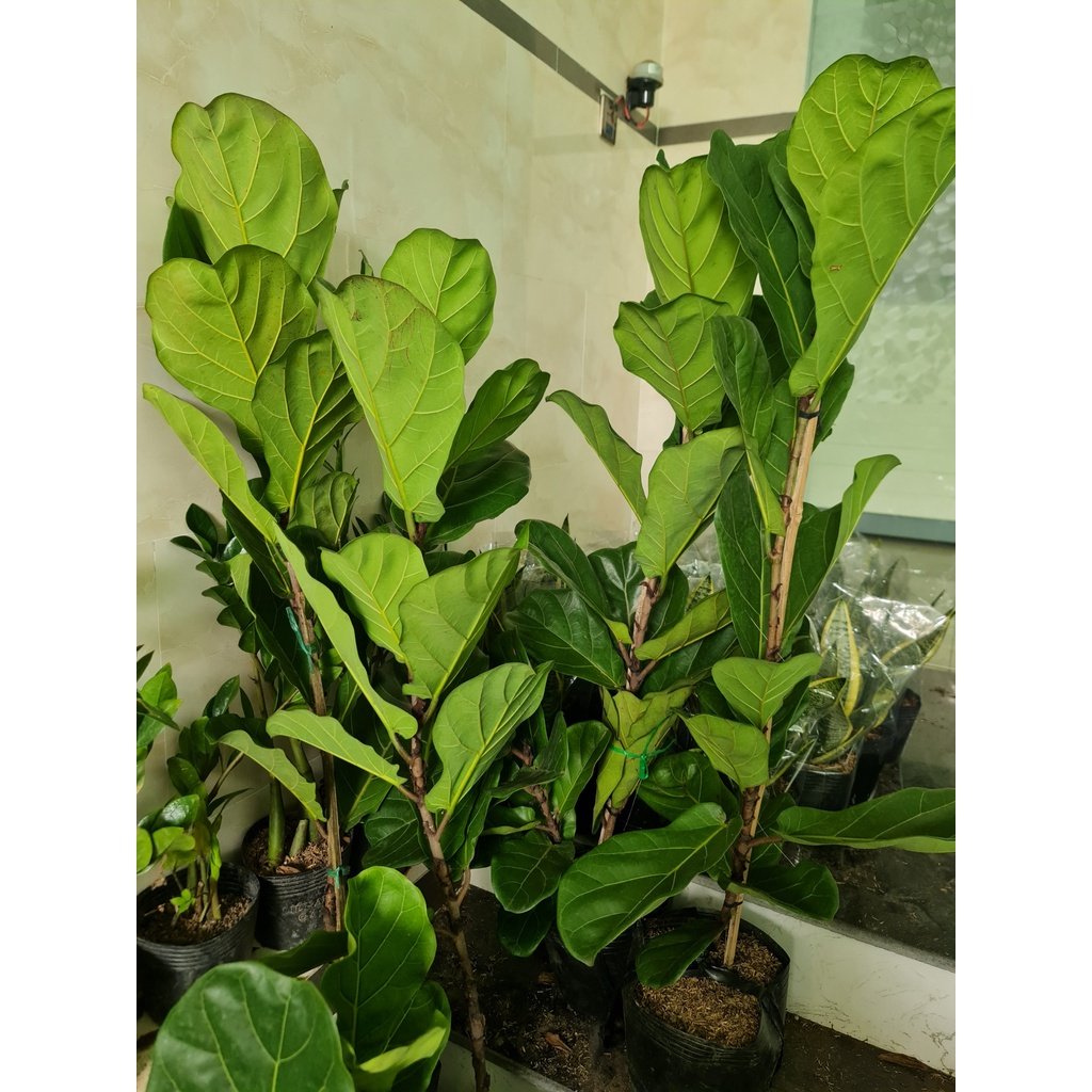 CÂY BÀNG SINGAPORE LỚN, (cao 100-120cm), phong thuỷ để bàn mini GIÁ RẺ, lọc không khí, Cây Tươi Nguyên CTN0172 3