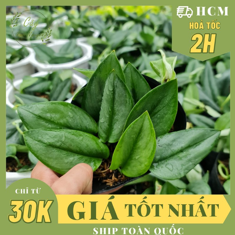 CÂY ÁNH TRĂNG CHẬU NHỰA Scindapsus Moonlight ,(cao 10cm), cây cảnh Trong nhà, kiểng lá mini để bàn Văn phòng đẹp, GIÁ RẺ