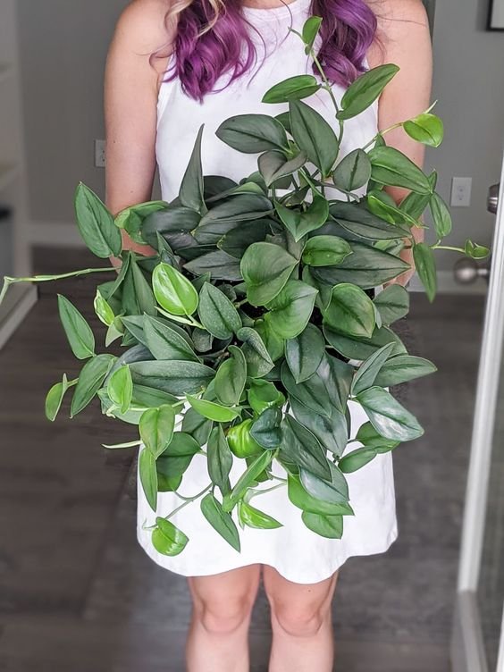CÂY ÁNH TRĂNG CHẬU NHỰA Scindapsus Moonlight ,(cao 10cm), cây cảnh Trong nhà, kiểng lá mini để bàn Văn phòng đẹp, GIÁ RẺ 3