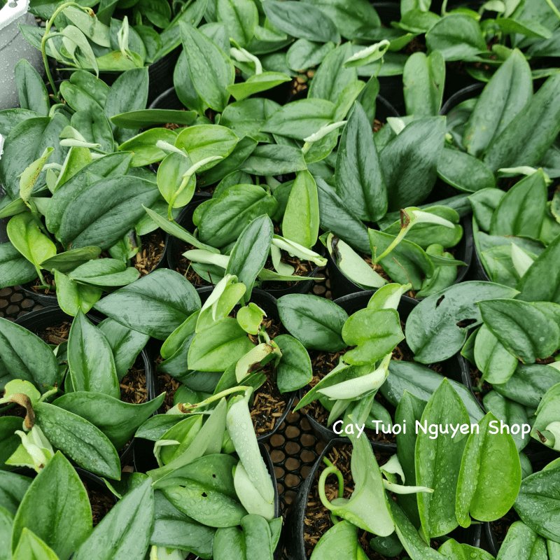 CÂY ÁNH TRĂNG CHẬU NHỰA Scindapsus Moonlight ,(cao 10cm), cây cảnh Trong nhà, kiểng lá mini để bàn Văn phòng đẹp, GIÁ RẺ 2