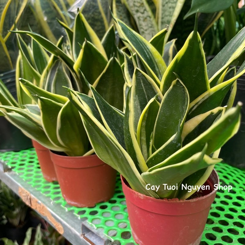 CÂY LƯỠI HỔ BÚP SEN, (cao 10cm), Màu Vàng cây cảnh Trong nhà, kiểng lá mini để bàn Văn phòng đẹp, GIÁ RẺ, Cây Tươi Nguyên 3