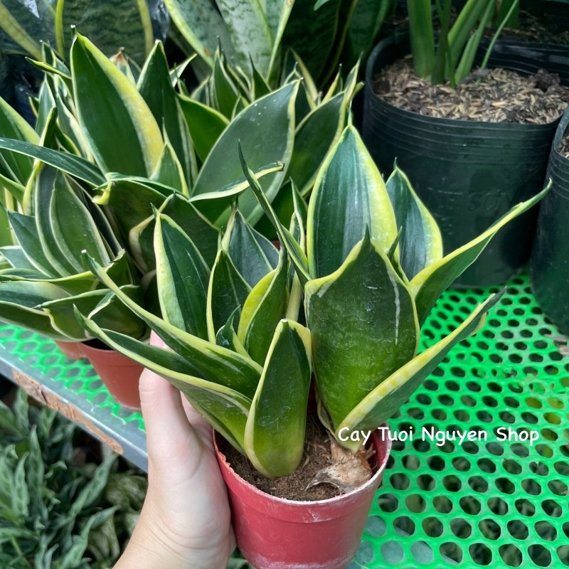 CÂY LƯỠI HỔ BÚP SEN, (cao 10cm), Màu Vàng cây cảnh Trong nhà, kiểng lá mini để bàn Văn phòng đẹp, GIÁ RẺ, Cây Tươi Nguyên 2