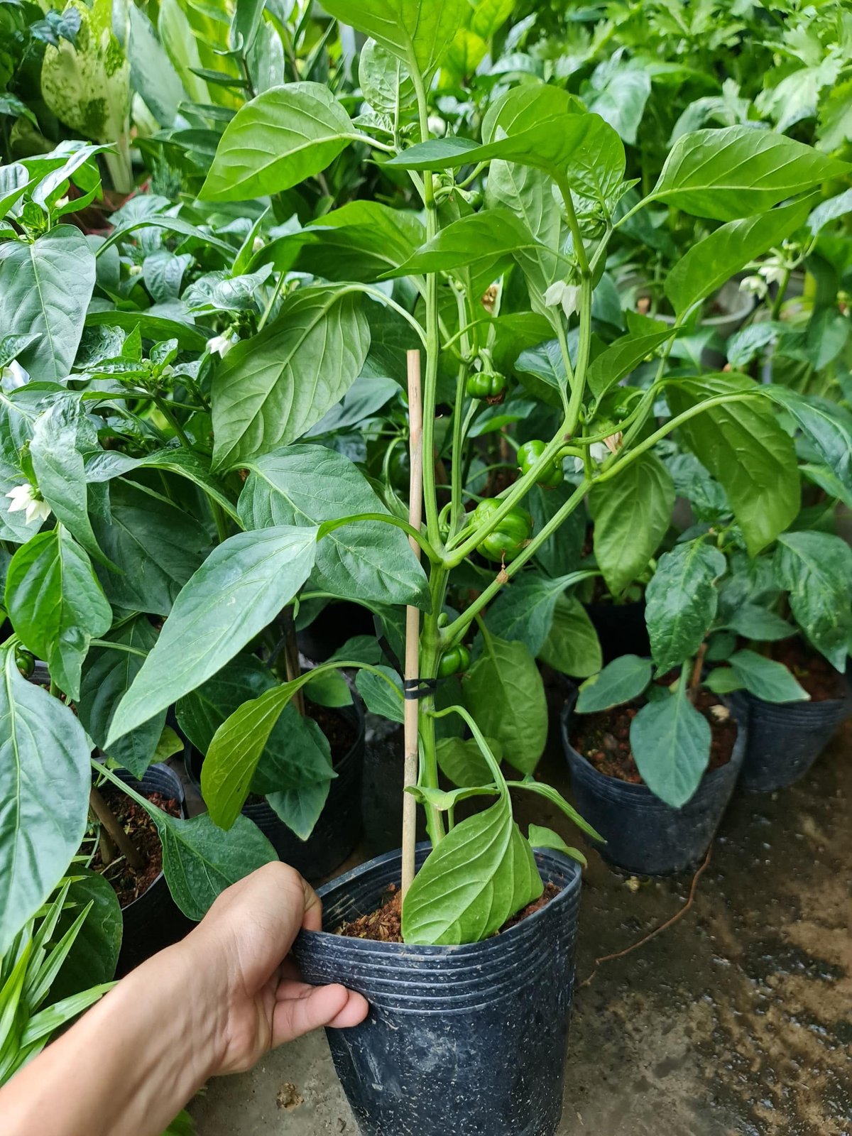 [CHỈ GIAO HCM] CÂY ỚT CHUÔNG ĐÀ LẠT, ỚT NGỌT (cao 25cm), trồng sẵn phát triển ổn định, mau thu hoạch Cây Tươi Nguyên 2
