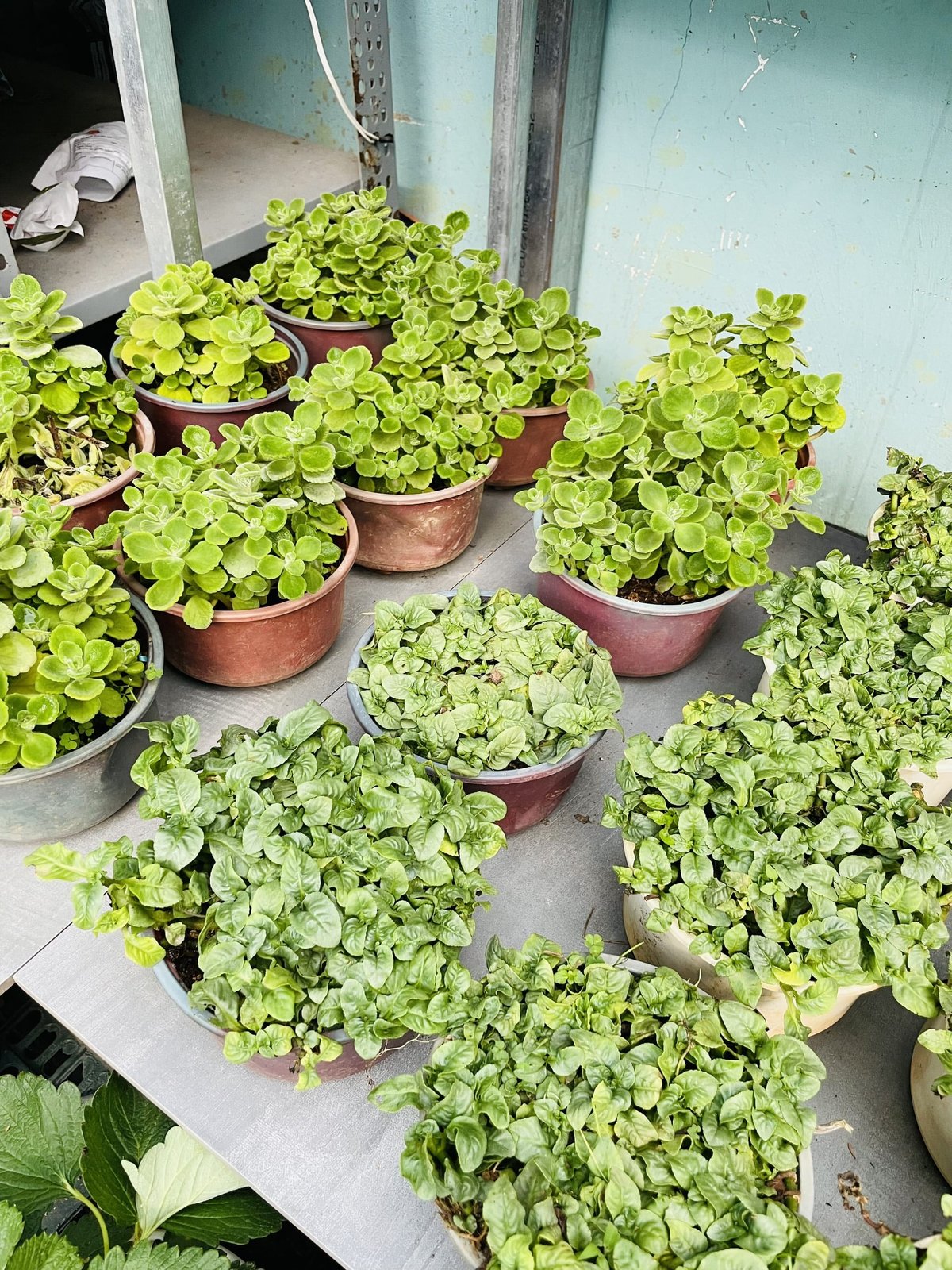 [CHỈ GIAO HCM - GIA VỊ TƯƠI] CÂY GIA VỊ ÂU DỄ TRỒNG TẠI VN, trồng sẵn phát triển ổn định, mùi thơm giá rẻ, cây hương liệu 2