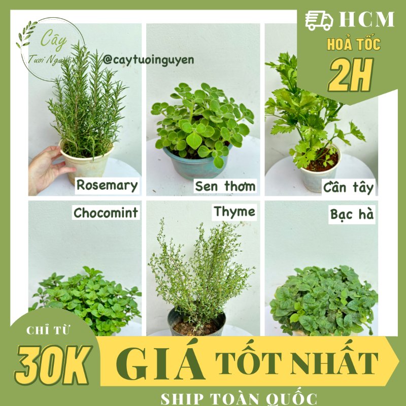 [CHỈ GIAO HCM - GIA VỊ TƯƠI] CÂY GIA VỊ ÂU DỄ TRỒNG TẠI VN, trồng sẵn phát triển ổn định, mùi thơm giá rẻ, cây hương liệu