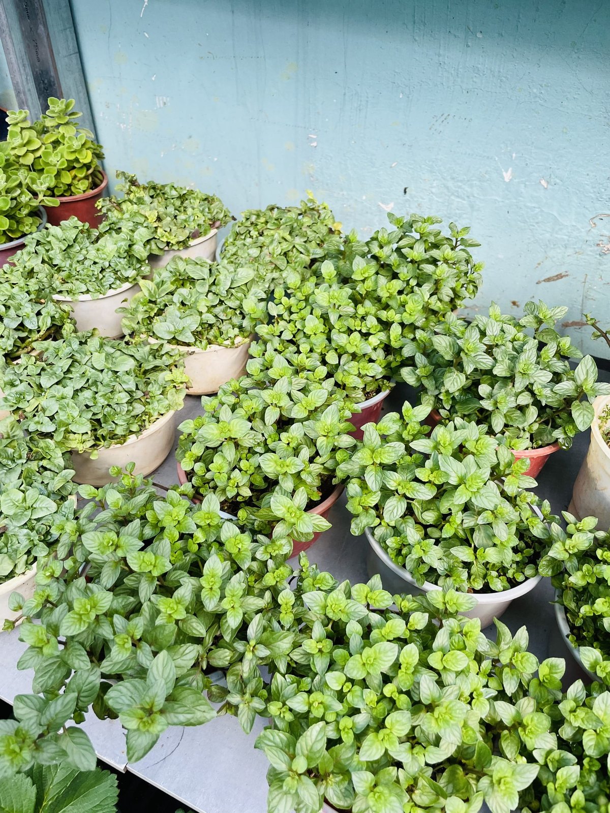 [CHỈ GIAO HCM - GIA VỊ TƯƠI] CÂY GIA VỊ ÂU DỄ TRỒNG TẠI VN, trồng sẵn phát triển ổn định, mùi thơm giá rẻ, cây hương liệu 3