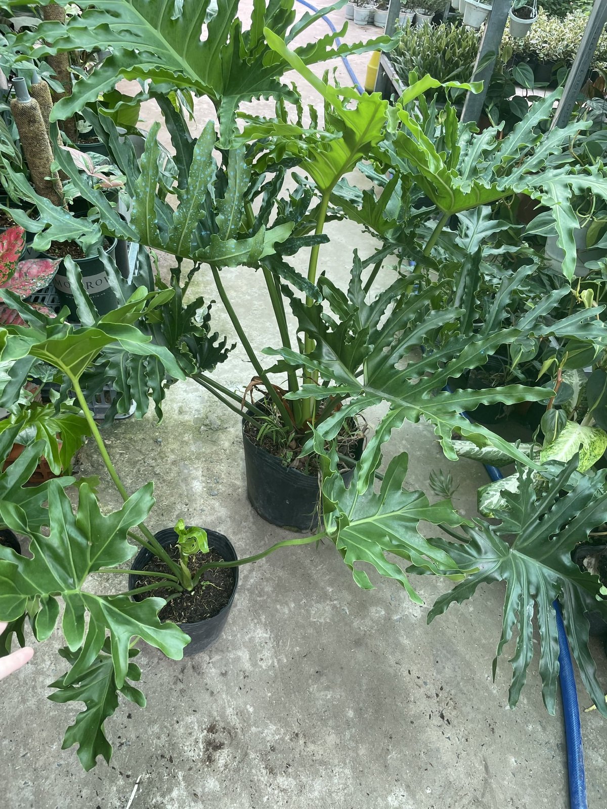 [CHỈ GIAO HCM] CÂY TRẦU BÀ THANH XUÂN SIZE LỚN, (cao 70-80cm), cây cảnh Trong nhà, kiểng lá decor, GIÁ RẺ, lọc không khí 3