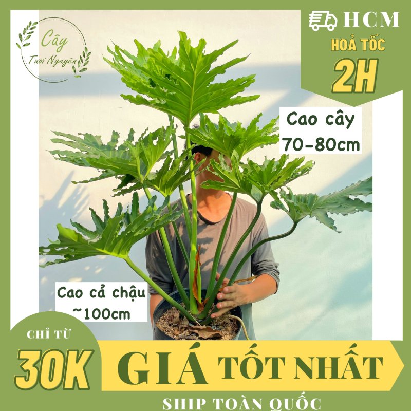 [CHỈ GIAO HCM] CÂY TRẦU BÀ THANH XUÂN SIZE LỚN, (cao 70-80cm), cây cảnh Trong nhà, kiểng lá decor, GIÁ RẺ, lọc không khí