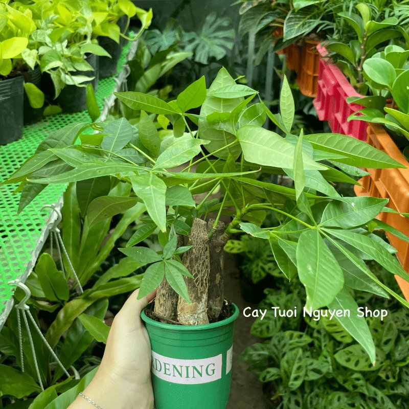 CÂY KIM NGÂN 3 GỐC, (cao 20cm), cây cảnh Trong nhà, kiểng lá mini để bàn dễ chăm, GIÁ RẺ, lọc không khí, Cây Tươi Nguyên 3