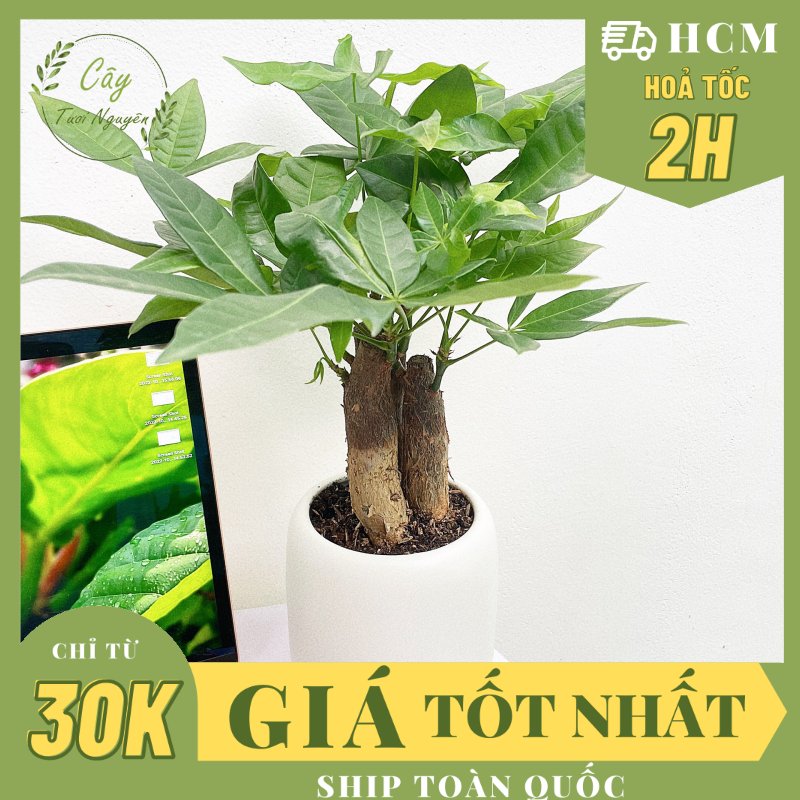 CÂY KIM NGÂN 3 GỐC, (cao 20cm), cây cảnh Trong nhà, kiểng lá mini để bàn dễ chăm, GIÁ RẺ, lọc không khí, Cây Tươi Nguyên