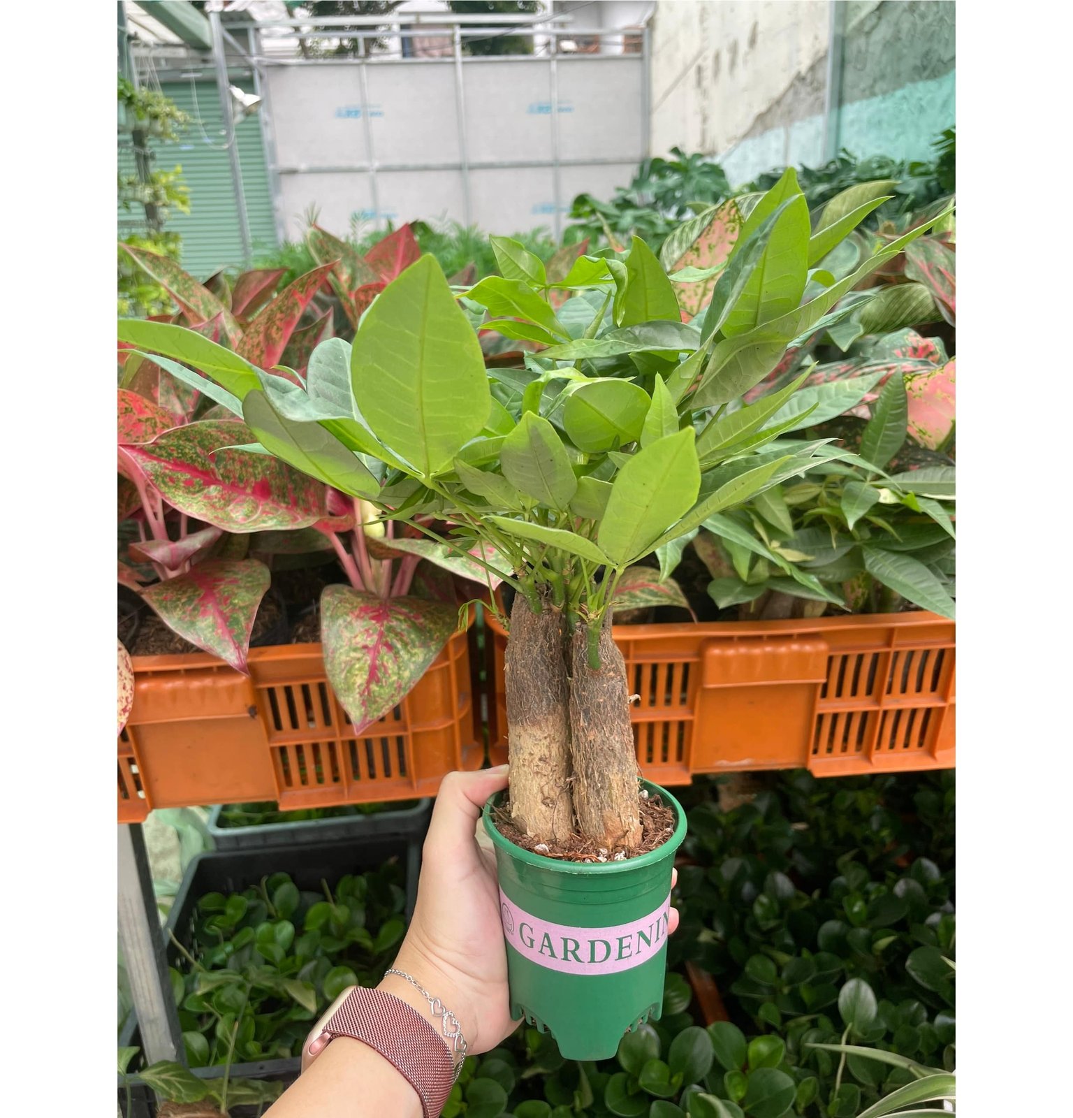 CÂY KIM NGÂN 3 GỐC, (cao 20cm), cây cảnh Trong nhà, kiểng lá mini để bàn dễ chăm, GIÁ RẺ, lọc không khí, Cây Tươi Nguyên 2