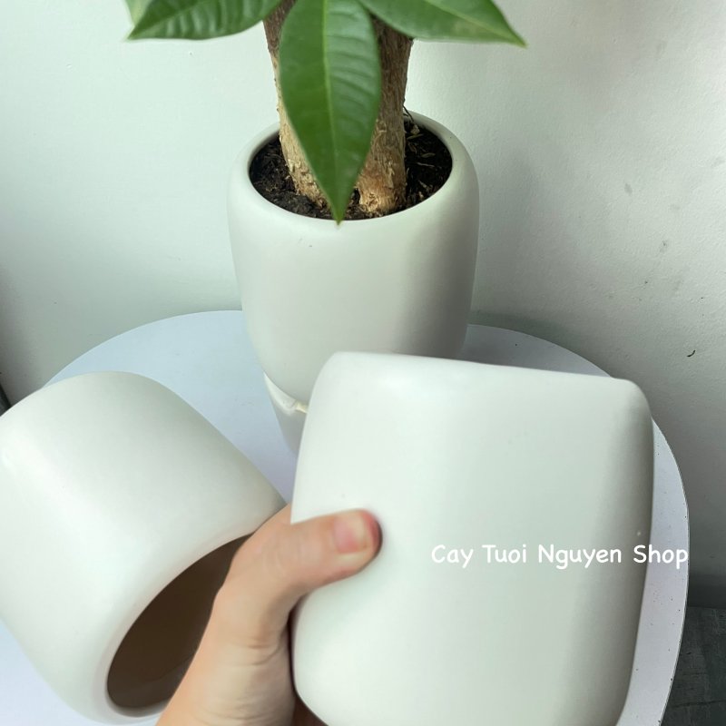 CHẬU TRÁNG MEN BO TRÒN MIỆNG 9.5*11CM, (1 chậu),chậu trồng cây, trang trí nội thất, Cây Tươi Nguyên CTN1497 2