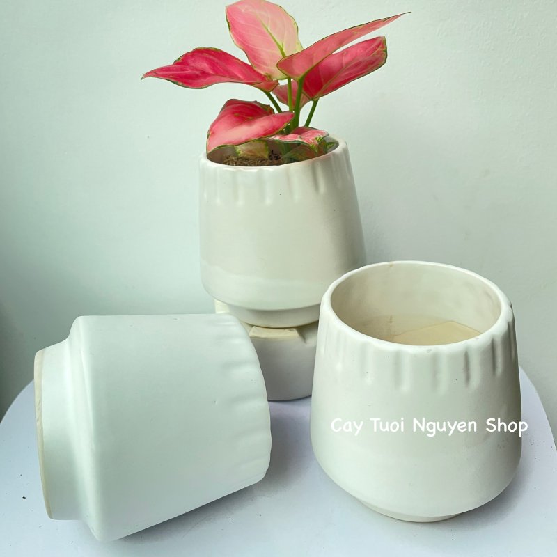 CHẬU TRÁNG MEN KẺ MIỆNG 10*12CM, (1 chậu), chậu trồng cây, trang trí nội thất, Cây Tươi Nguyên CTN1496 2