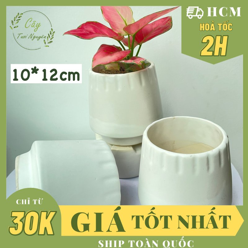 CHẬU TRÁNG MEN KẺ MIỆNG 10*12CM, (1 chậu), chậu trồng cây, trang trí nội thất, Cây Tươi Nguyên CTN1496
