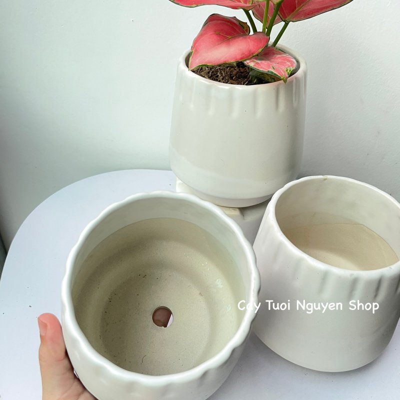 CHẬU TRÁNG MEN KẺ MIỆNG 10*12CM, (1 chậu), chậu trồng cây, trang trí nội thất, Cây Tươi Nguyên CTN1496 3