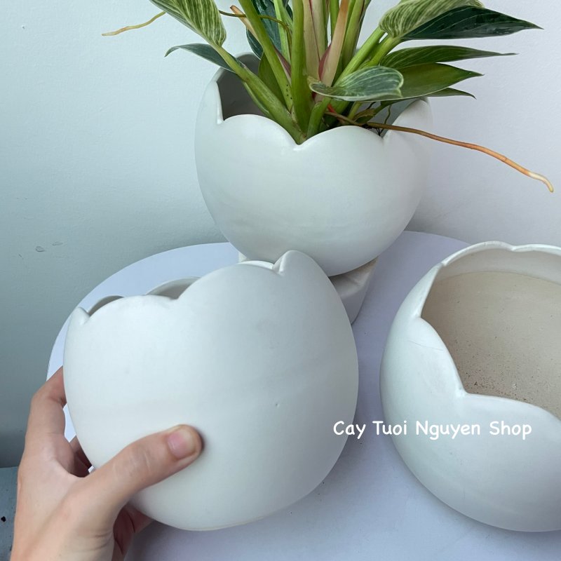 CHẬU TRÁNG MEN VỎ TRỨNG 13*12CM, (1 chậu),chậu trồng cây, trang trí nội thất, Cây Tươi Nguyên CTN1494 3