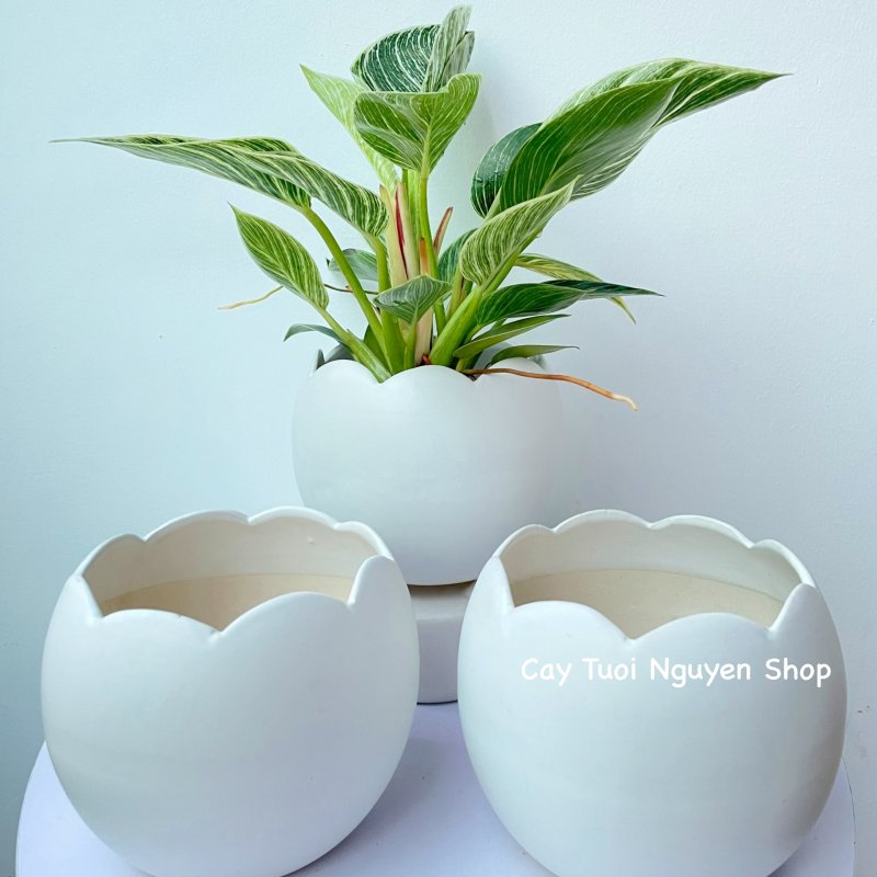 CHẬU TRÁNG MEN VỎ TRỨNG 13*12CM, (1 chậu),chậu trồng cây, trang trí nội thất, Cây Tươi Nguyên CTN1494 2