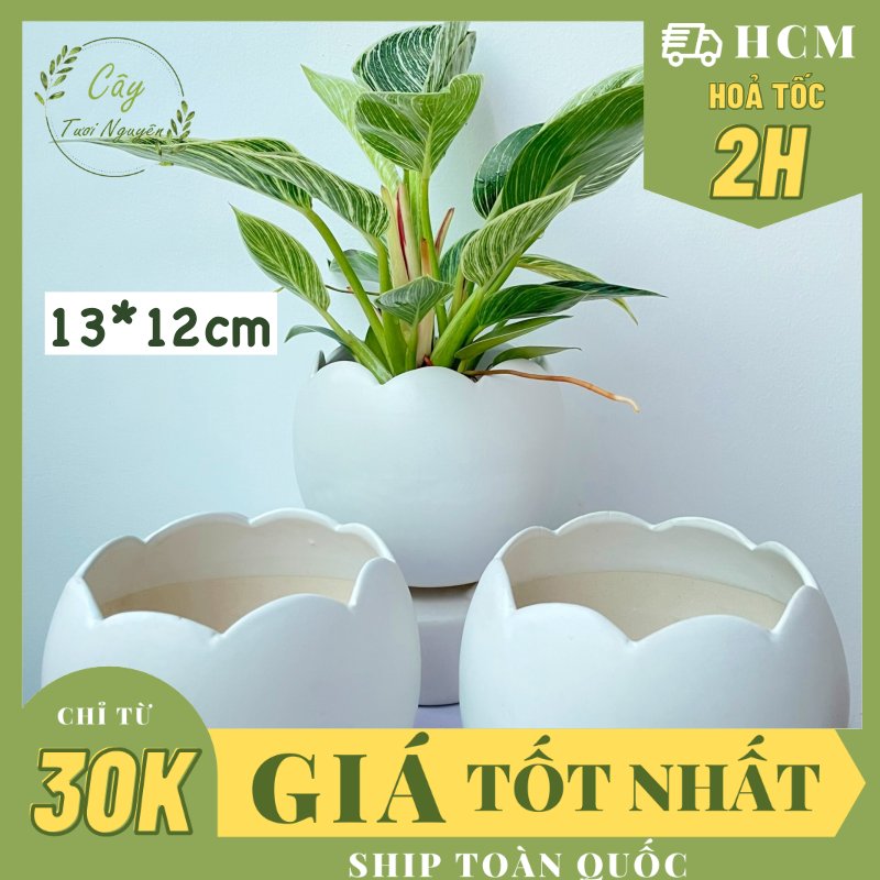 CHẬU TRÁNG MEN VỎ TRỨNG 13*12CM, (1 chậu),chậu trồng cây, trang trí nội thất, Cây Tươi Nguyên CTN1494