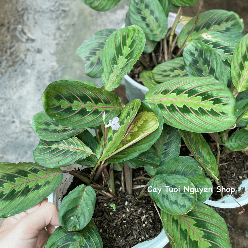 CÂY ĐUÔI CÔNG XƯƠNG CÁ ĐỎ Maranta Leuconeura, (cao 10cm), cây cảnh Trong nhà, kiểng lá mini để bàn, Cây Tươi Nguyên 2