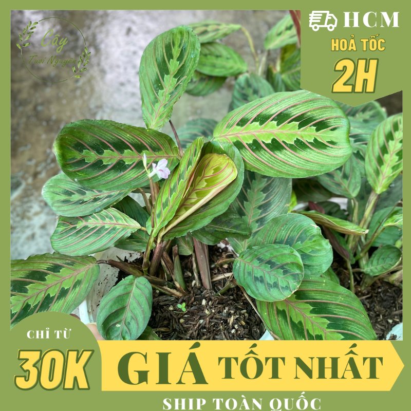 CÂY ĐUÔI CÔNG XƯƠNG CÁ ĐỎ Maranta Leuconeura, (cao 10cm), cây cảnh Trong nhà, kiểng lá mini để bàn, Cây Tươi Nguyên