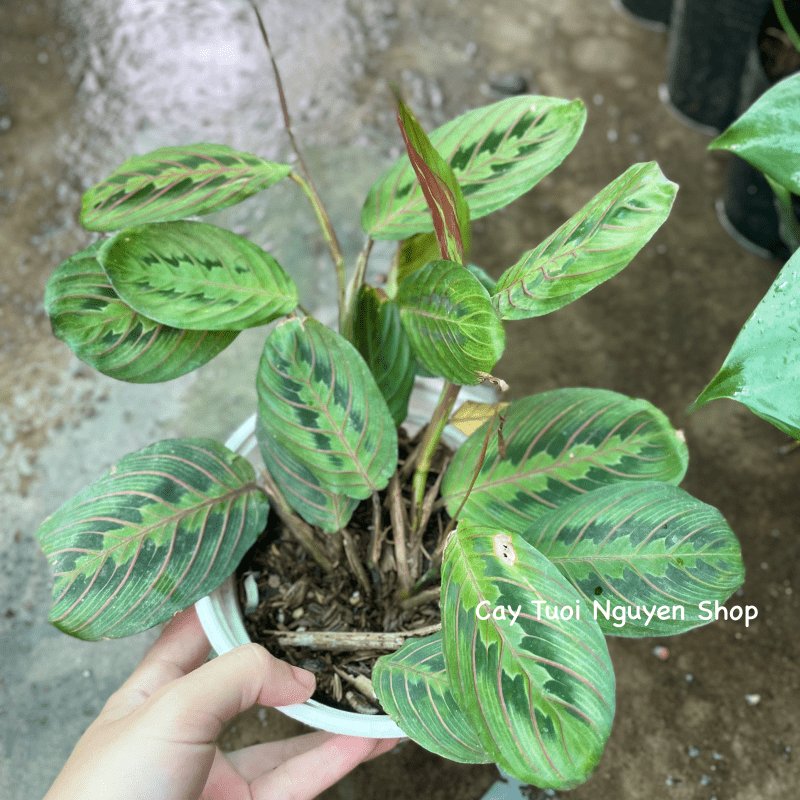 CÂY ĐUÔI CÔNG XƯƠNG CÁ ĐỎ Maranta Leuconeura, (cao 10cm), cây cảnh Trong nhà, kiểng lá mini để bàn, Cây Tươi Nguyên 3