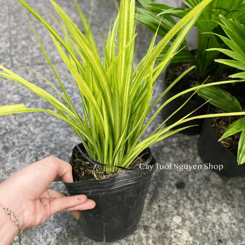 CÂY LÁ DỨA THÁI SỌC VÀNG, (cao 20cm), cây giống trồng cảnh trang trí sân vườn, ban công, dễ trồng GIÁ RẺ, Cây Tươi Nguyên 2