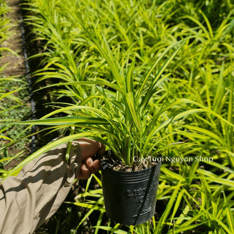 CÂY LÁ DỨA THÁI SỌC VÀNG, (cao 20cm), cây giống trồng cảnh trang trí sân vườn, ban công, dễ trồng GIÁ RẺ, Cây Tươi Nguyên 3