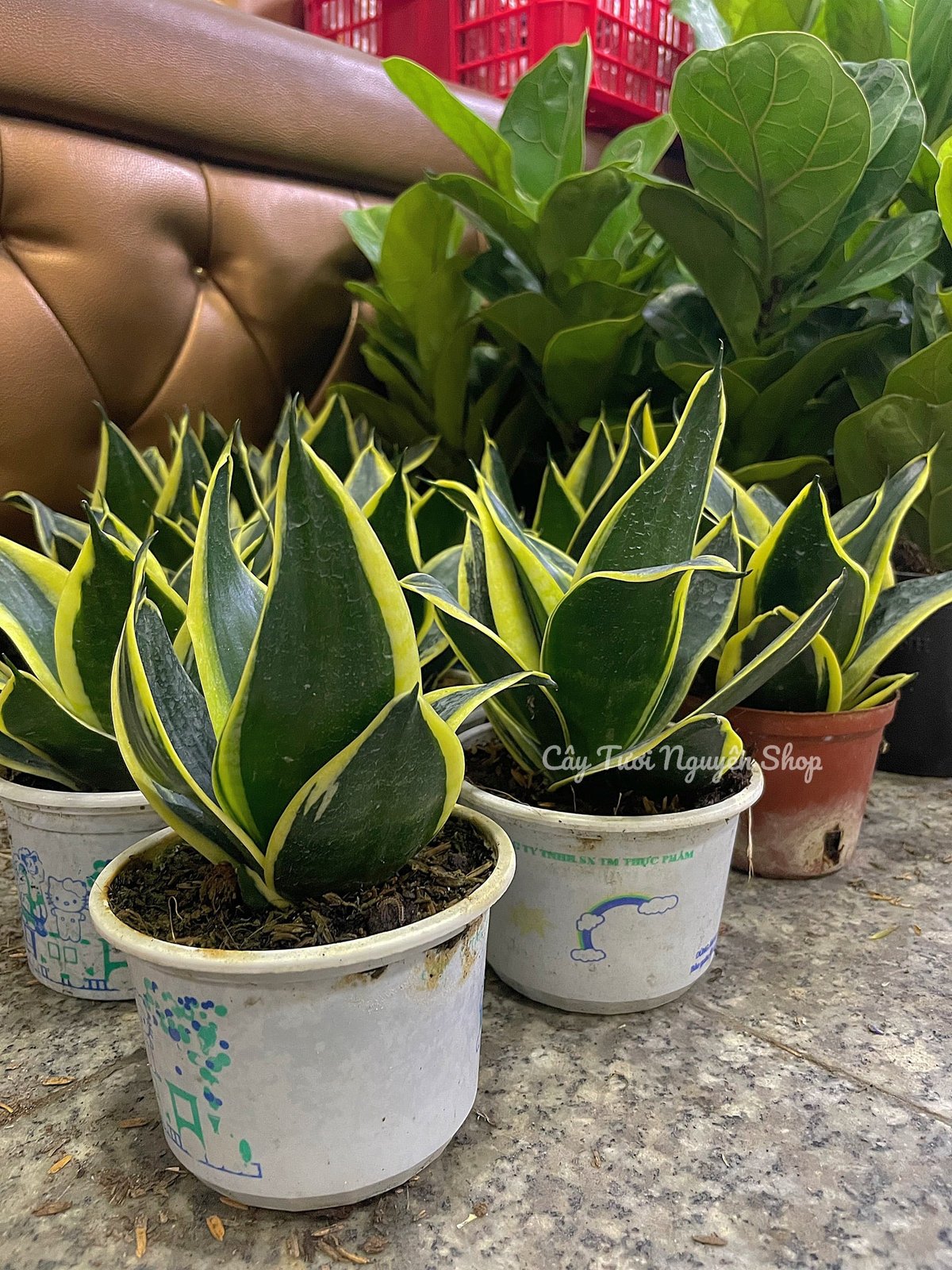 CÂY LƯỠI HỔ BÚP SEN, (cao 10cm), Màu Xanh, cây cảnh Trong nhà, kiểng lá mini để bàn Văn phòng đẹp, GIÁ RẺ, Cây Tươi Nguyên 3
