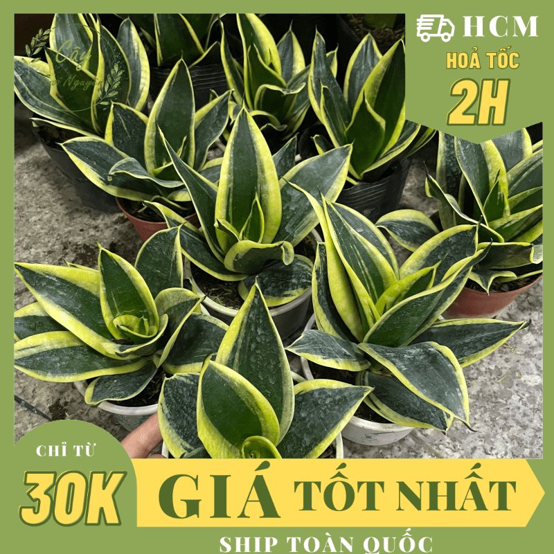 CÂY LƯỠI HỔ BÚP SEN, (cao 10cm), Màu Xanh, cây cảnh Trong nhà, kiểng lá mini để bàn Văn phòng đẹp, GIÁ RẺ, Cây Tươi Nguyên