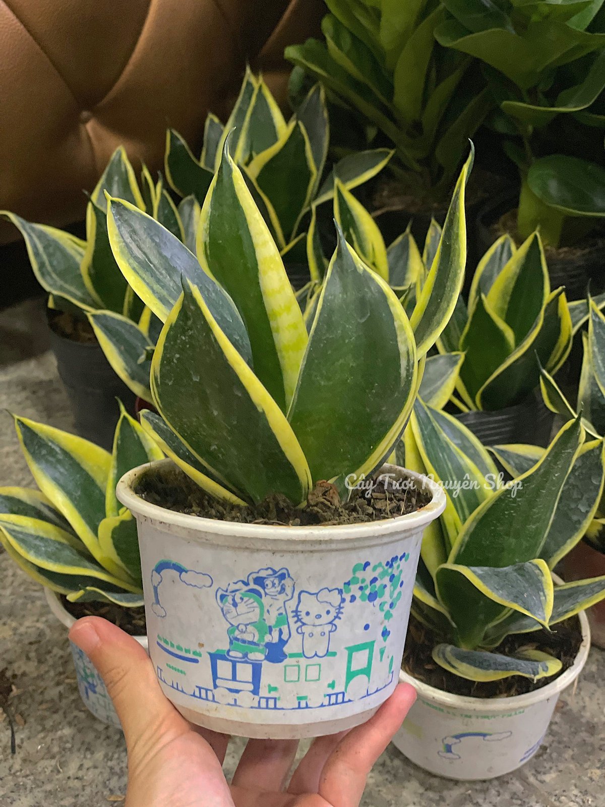 CÂY LƯỠI HỔ BÚP SEN, (cao 10cm), Màu Xanh, cây cảnh Trong nhà, kiểng lá mini để bàn Văn phòng đẹp, GIÁ RẺ, Cây Tươi Nguyên 2