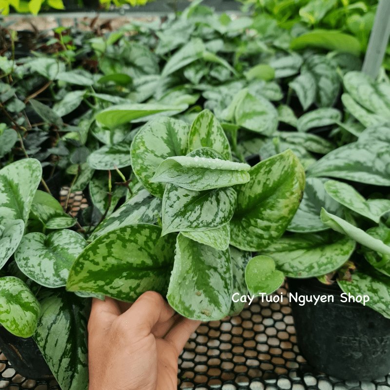CÂY TRẦU BÀ LỤA CHẬU NHỰA Scindapsus Pictus Exotica, (cao 10cm), cây cảnh Trong nhà, kiểng mini để bàn, Cây Tươi Nguyên 2