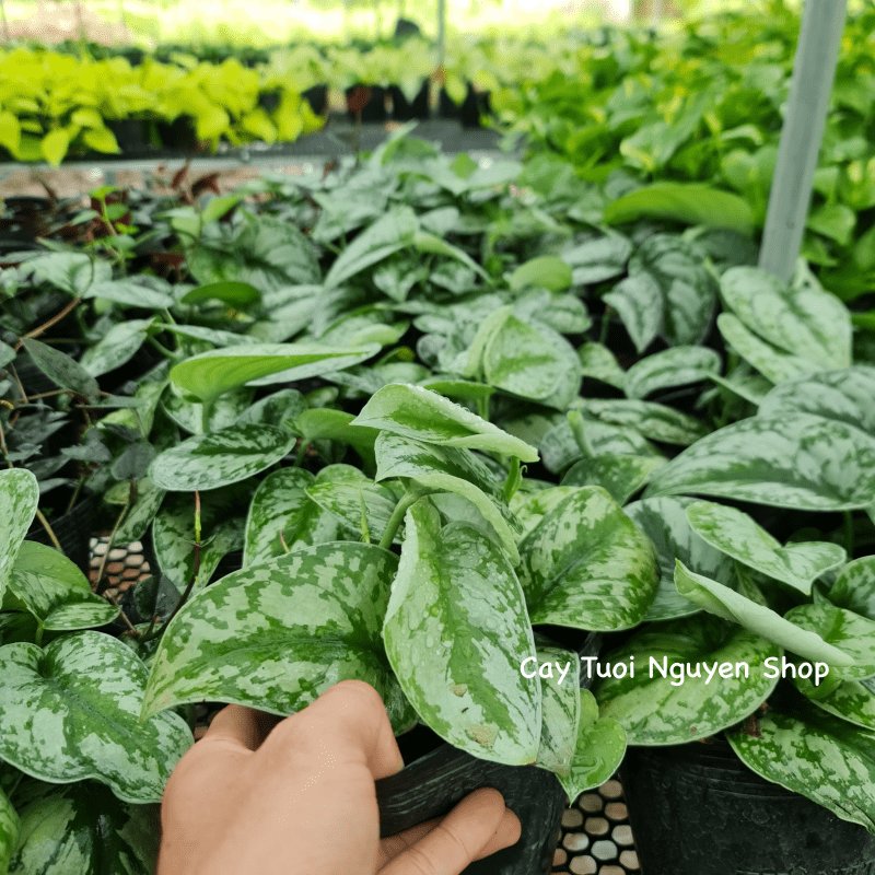 CÂY TRẦU BÀ LỤA CHẬU NHỰA Scindapsus Pictus Exotica, (cao 10cm), cây cảnh Trong nhà, kiểng mini để bàn, Cây Tươi Nguyên 3