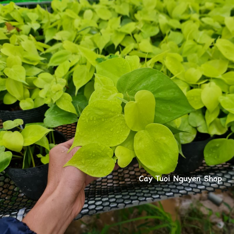 CÂY TRẦU BÀ TIM CHẬU NHỰA Philodendron Lemon Lime, (cao 10cm), cây cảnh Trong nhà, kiểng lá mini để bàn Cây Tươi Nguyên 2