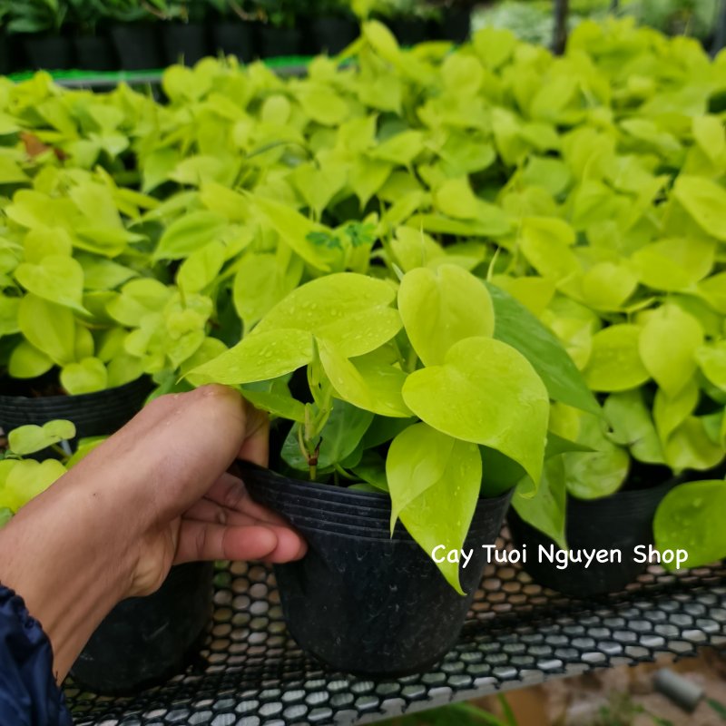 CÂY TRẦU BÀ TIM CHẬU NHỰA Philodendron Lemon Lime, (cao 10cm), cây cảnh Trong nhà, kiểng lá mini để bàn Cây Tươi Nguyên 3