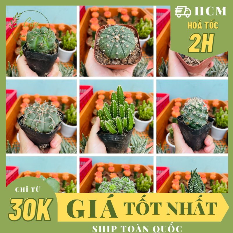 CÂY XƯƠNG RỒNG MINI ĐỒNG GIÁ, Size bé 3~5cm, NHIỀU LOẠI cây trang trí bàn, lọc không khí, dễ trồng, Cây Tươi Nguyên