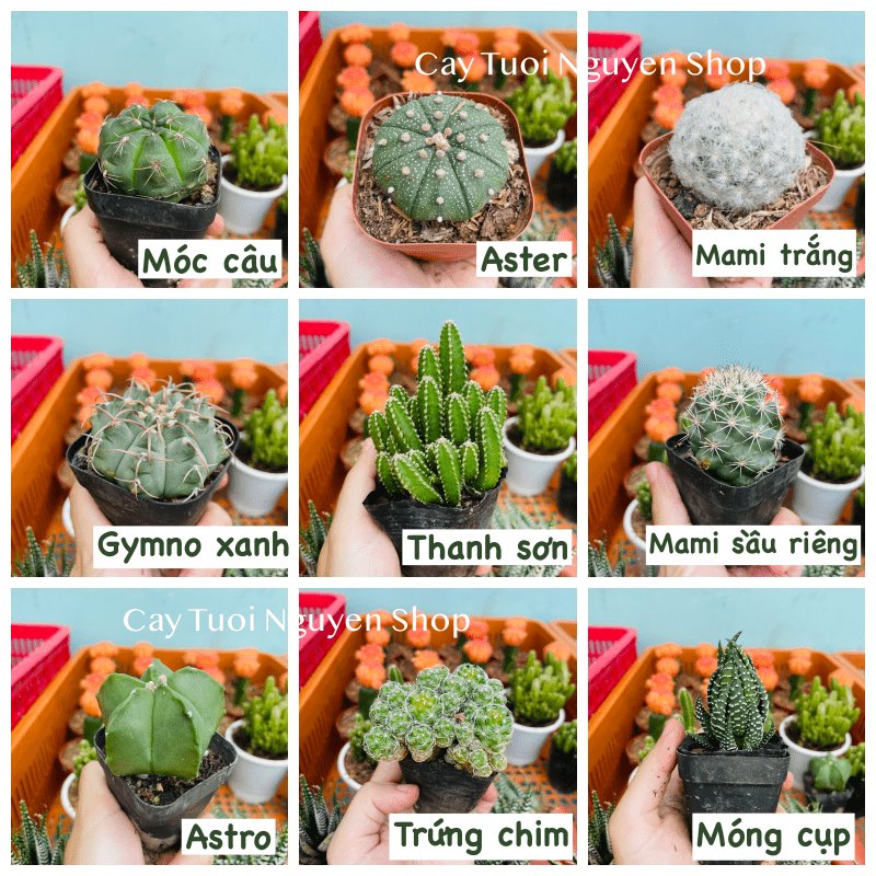 CÂY XƯƠNG RỒNG MINI ĐỒNG GIÁ, Size bé 3~5cm, NHIỀU LOẠI cây trang trí bàn, lọc không khí, dễ trồng, Cây Tươi Nguyên 2