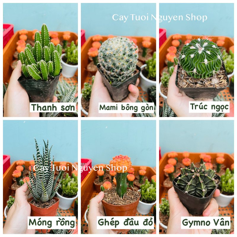 CÂY XƯƠNG RỒNG MINI ĐỒNG GIÁ, Size bé 3~5cm, NHIỀU LOẠI cây trang trí bàn, lọc không khí, dễ trồng, Cây Tươi Nguyên 3