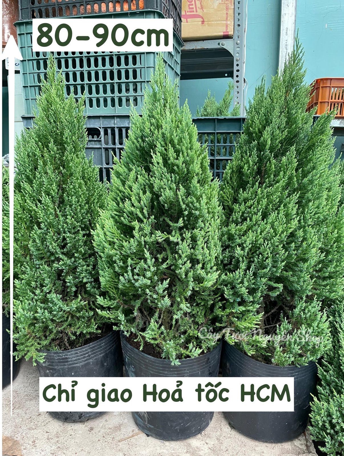 [GIAO HOẢ TỐC] CÂY SƠN TÙNG, (cao 30-40cm), Có bán kèm set trang trí 11 món cực xinh, cây Noel mini, cây Noel thật để bàn, cây Giáng sinh, Cây Tươi Nguyên CTN0720 3