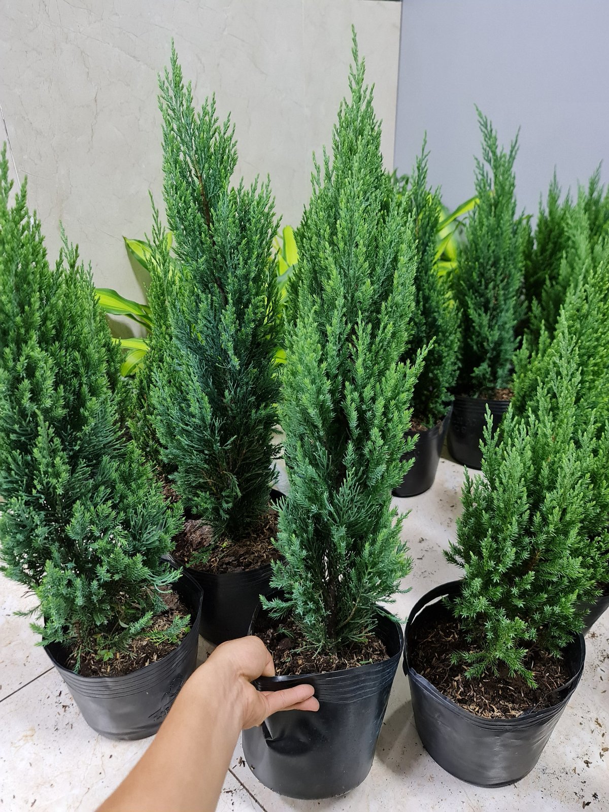 [GIAO HOẢ TỐC] CÂY SƠN TÙNG, (cao 30-40cm), Có bán kèm set trang trí 11 món cực xinh, cây Noel mini, cây Noel thật để bàn, cây Giáng sinh, Cây Tươi Nguyên CTN0720 2