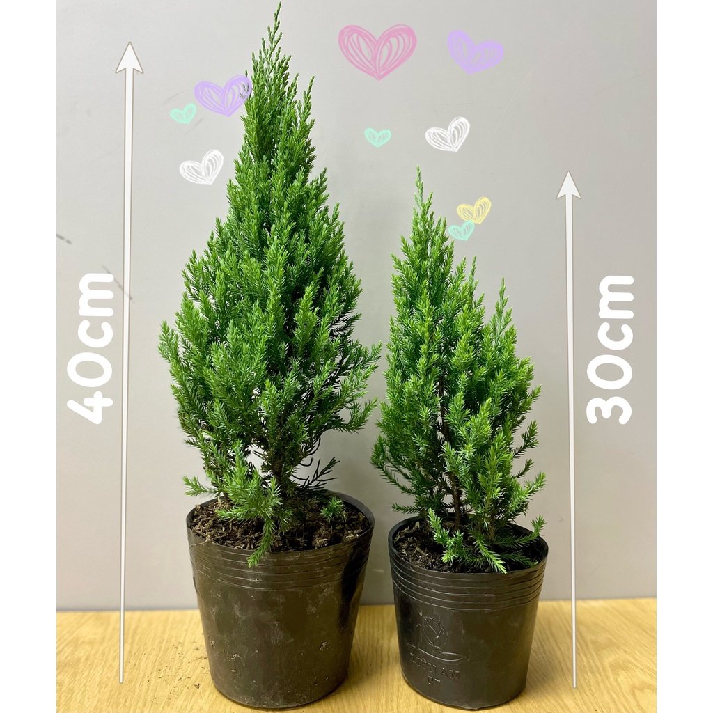 [GIAO NHANH] CÂY SƠN TÙNG SIZE L,(cao 60cm), cây Noel mini, cây Noel thật để bàn, cây Giáng sinh, Cây Tươi Nguyên 3