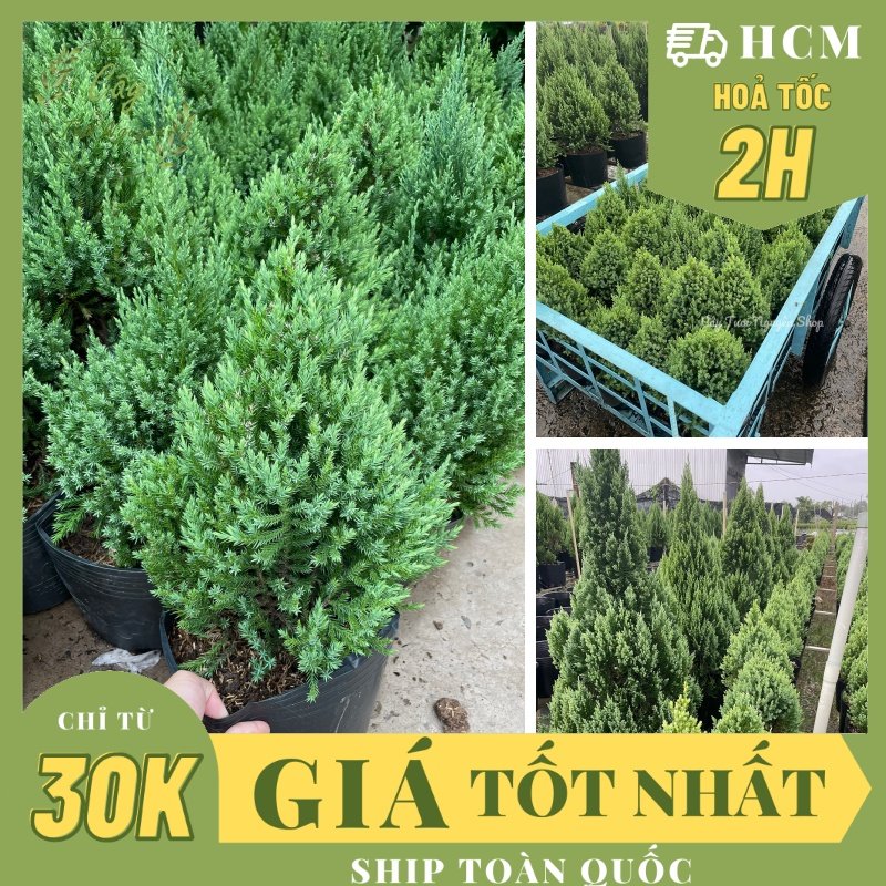 [GIAO NHANH] CÂY SƠN TÙNG SIZE L,(cao 60cm), cây Noel mini, cây Noel thật để bàn, cây Giáng sinh, Cây Tươi Nguyên 2