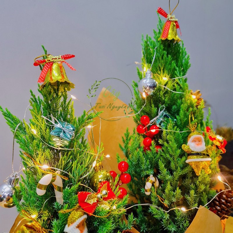 [GIAO HOẢ TỐC] CÂY SƠN TÙNG, (cao 30-40cm), cây Noel mini, cây Noel thật để bàn, cây Giáng sinh, Cây Tươi Nguyên CTN0720 3
