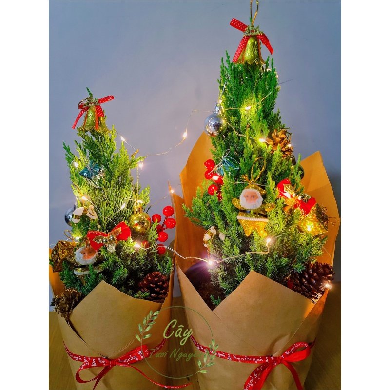 [GIAO HOẢ TỐC] CÂY SƠN TÙNG, (cao 30-40cm), cây Noel mini, cây Noel thật để bàn, cây Giáng sinh, Cây Tươi Nguyên CTN0720 2