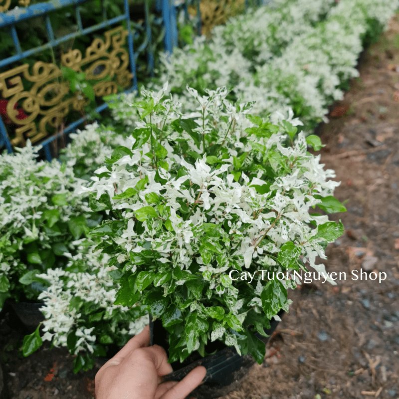 CÂY TUYẾT CẦU Alternanthera Snowball, (cao 25cm), cây giống cảnh sân vườn, ban công, dễ trồng GIÁ RẺ, Cây Tươi Nguyên 2