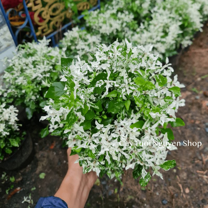 CÂY TUYẾT CẦU Alternanthera Snowball, (cao 25cm), cây giống cảnh sân vườn, ban công, dễ trồng GIÁ RẺ, Cây Tươi Nguyên 3