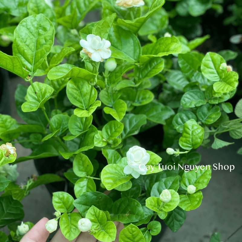 CÂY HOA LÀI TA CÁNH KÉP Hoa thơm, (cao 25cm), Hoa giống sân vườn, ban công, dễ trồng RẺ, nở quanh năm, Cây Tươi Nguyên 3
