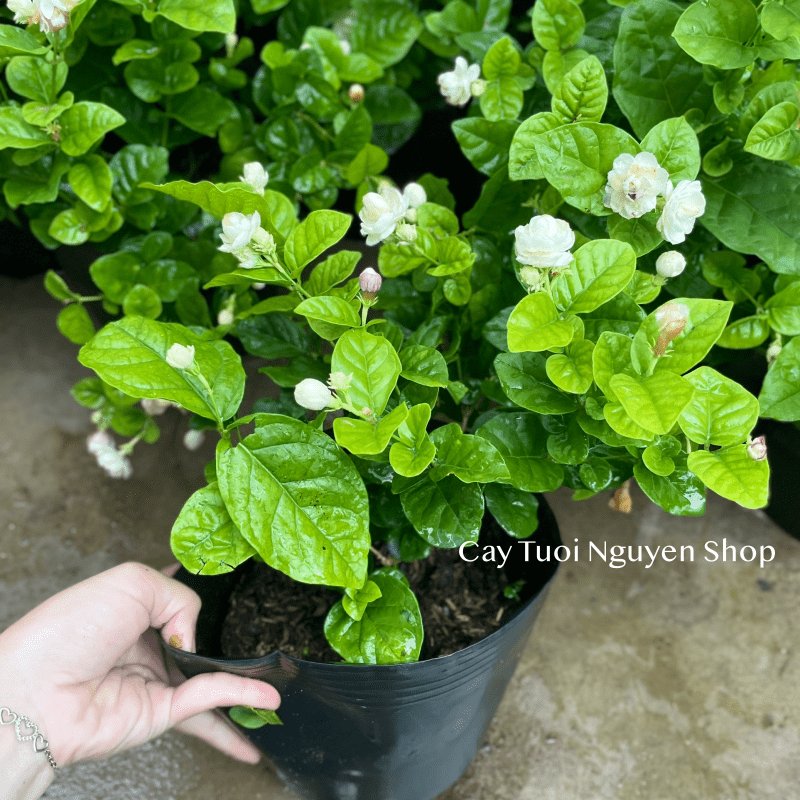 CÂY HOA LÀI TA CÁNH KÉP Hoa thơm, (cao 25cm), Hoa giống sân vườn, ban công, dễ trồng RẺ, nở quanh năm, Cây Tươi Nguyên 2