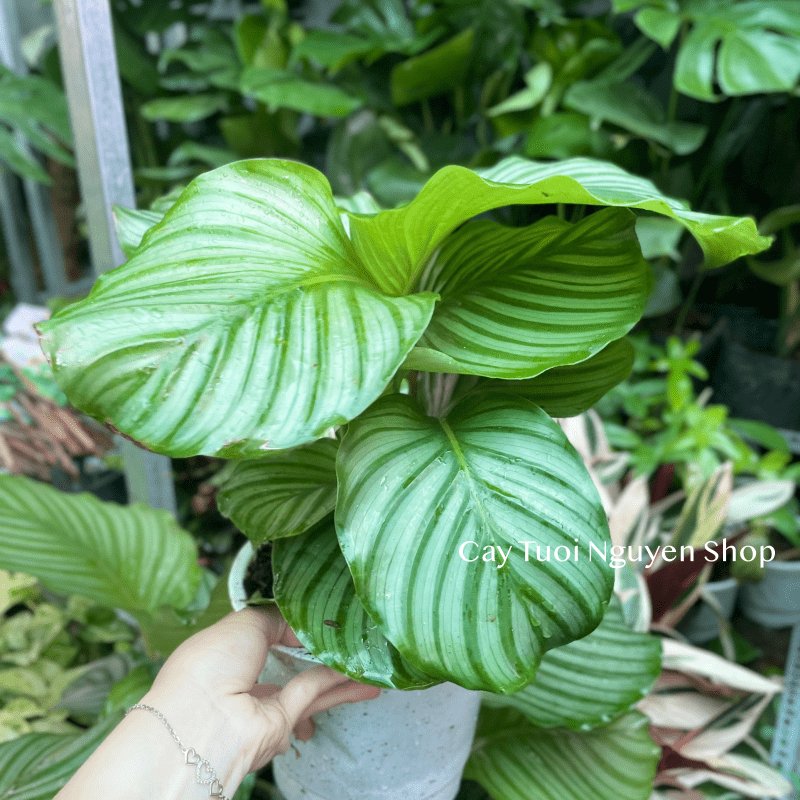 CÂY ĐUÔI CÔNG TÁO XANH SIZE LỚN, (cao 30cm), cây cảnh Trong nhà, kiểng lá mini để bàn Văn phòng, GIÁ RẺ, Cây Tươi Nguyên 3