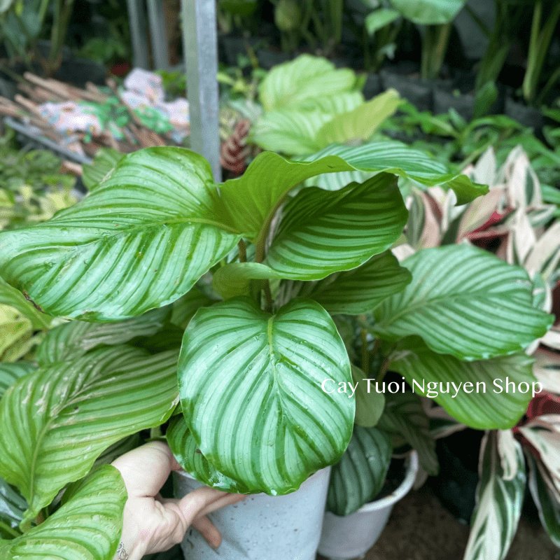 CÂY ĐUÔI CÔNG TÁO XANH SIZE LỚN, (cao 30cm), cây cảnh Trong nhà, kiểng lá mini để bàn Văn phòng, GIÁ RẺ, Cây Tươi Nguyên 2
