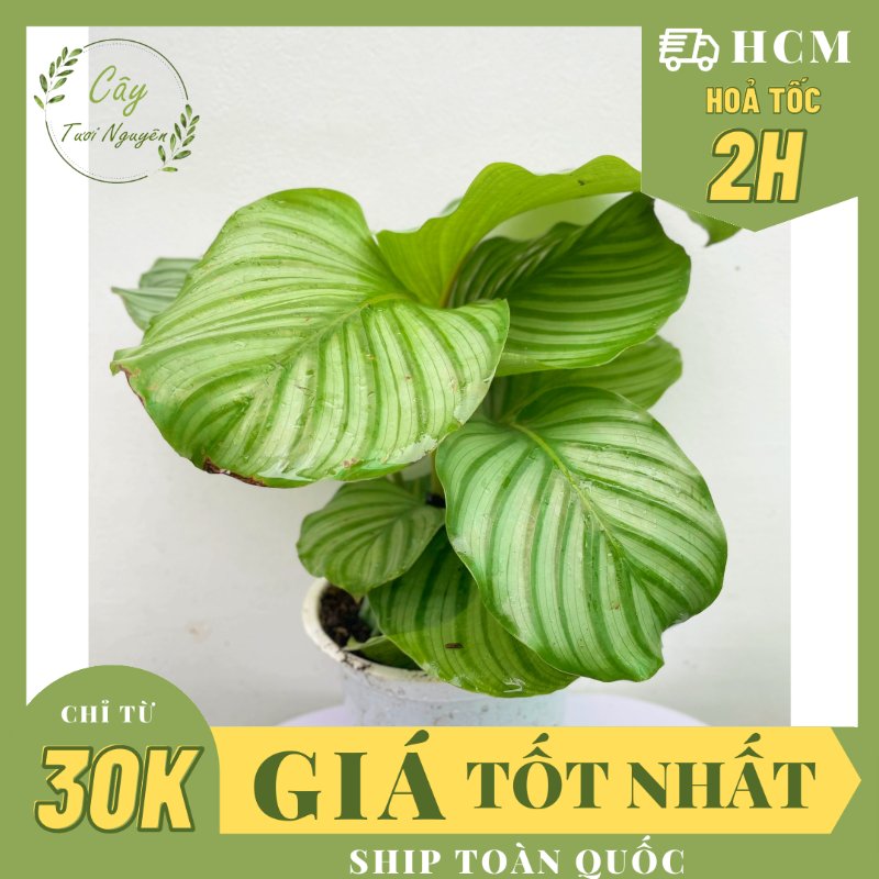 CÂY ĐUÔI CÔNG TÁO XANH SIZE LỚN, (cao 30cm), cây cảnh Trong nhà, kiểng lá mini để bàn Văn phòng, GIÁ RẺ, Cây Tươi Nguyên